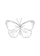 Butterfly Line Art | Búðu til þitt eigið plakat