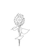 Sunflower Line Art | Búðu til þitt eigið plakat