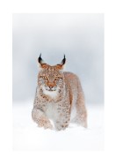 Lynx In Winter Landscape | Búðu til þitt eigið plakat