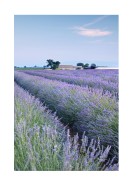 Lavender Fields In France | Búðu til þitt eigið plakat