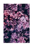 Purple Lilac Bloom | Búðu til þitt eigið plakat