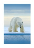 Polar Bear In The Wild | Búðu til þitt eigið plakat