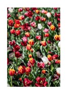 Field Of Colorful Tulips | Búðu til þitt eigið plakat