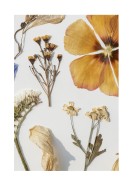 Dried Flowers Collection | Búðu til þitt eigið plakat